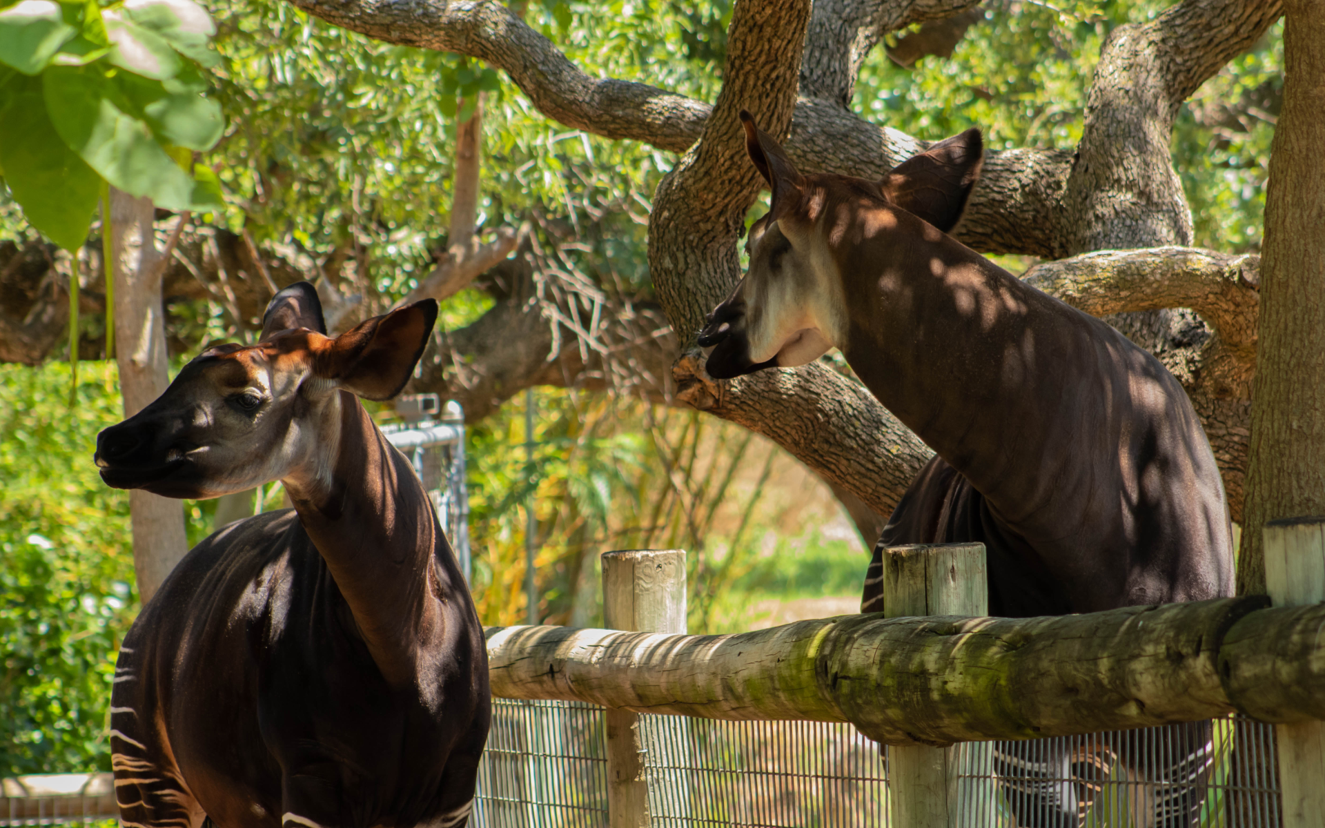 Two Okapi animals at the Oklahoma City Zoo.